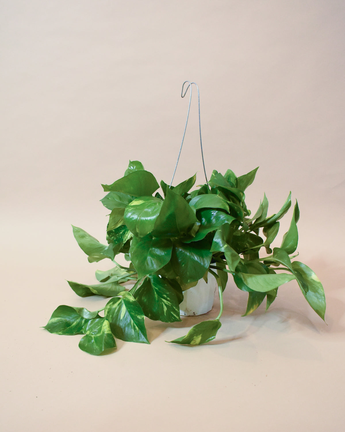 Golden Pothos