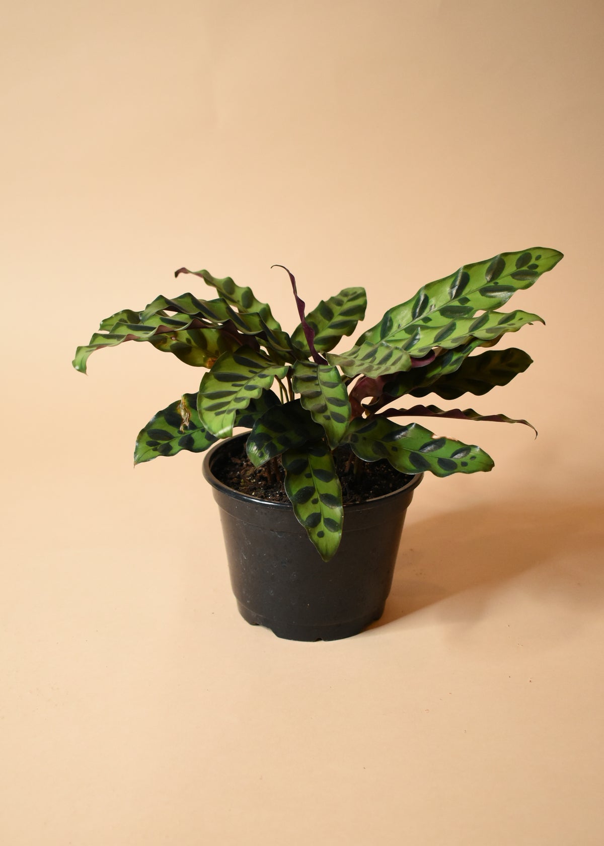 Calathea Lancifolia / Rattlesnake Plant