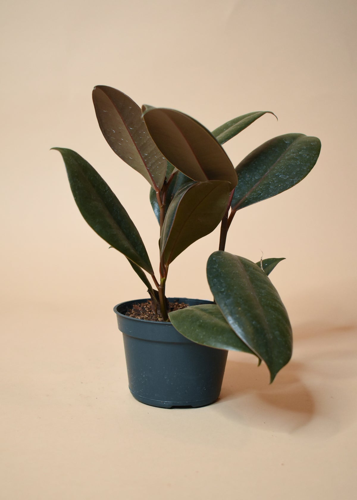 Ficus Elastica 'Burgundy'