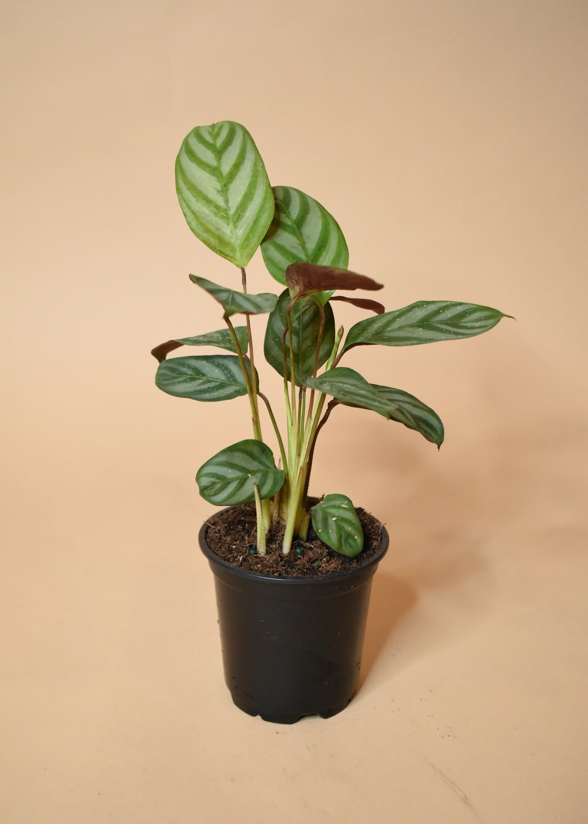 Calathea Setosa