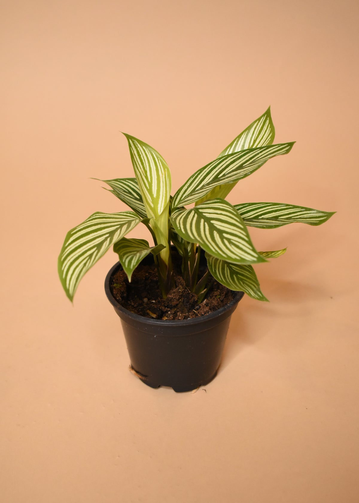 Calathea Vittata