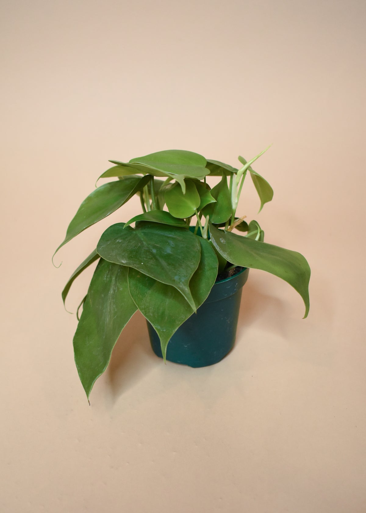 Cordatum Green Philodendron