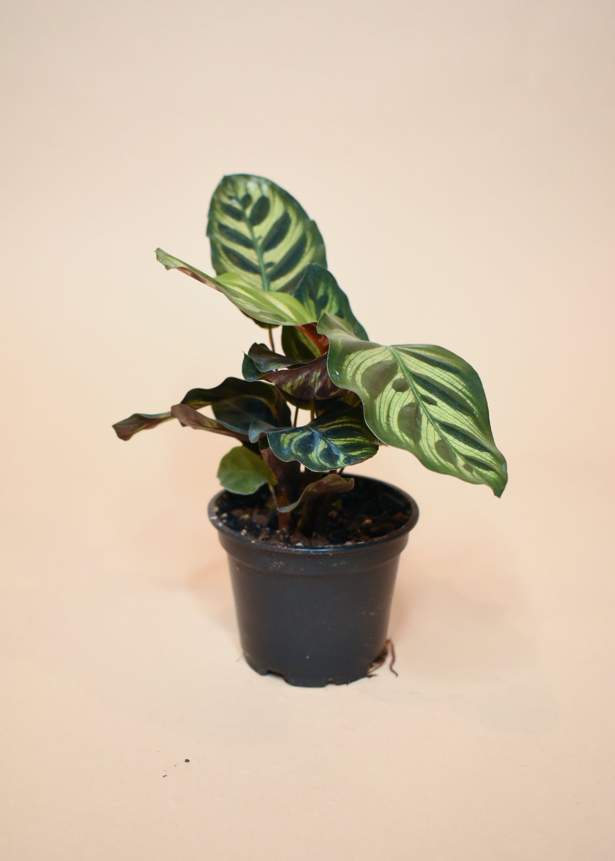 Calathea Makoyana