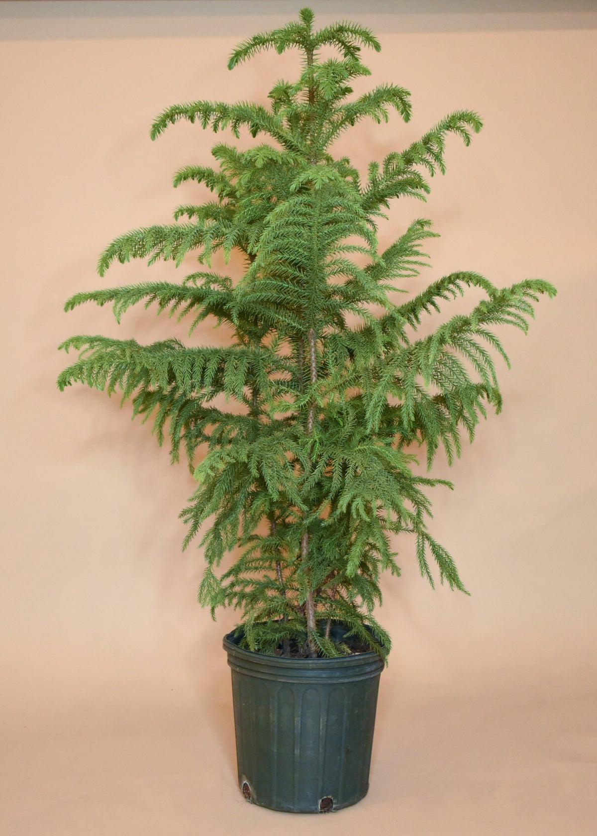 Norfolk Island Pine