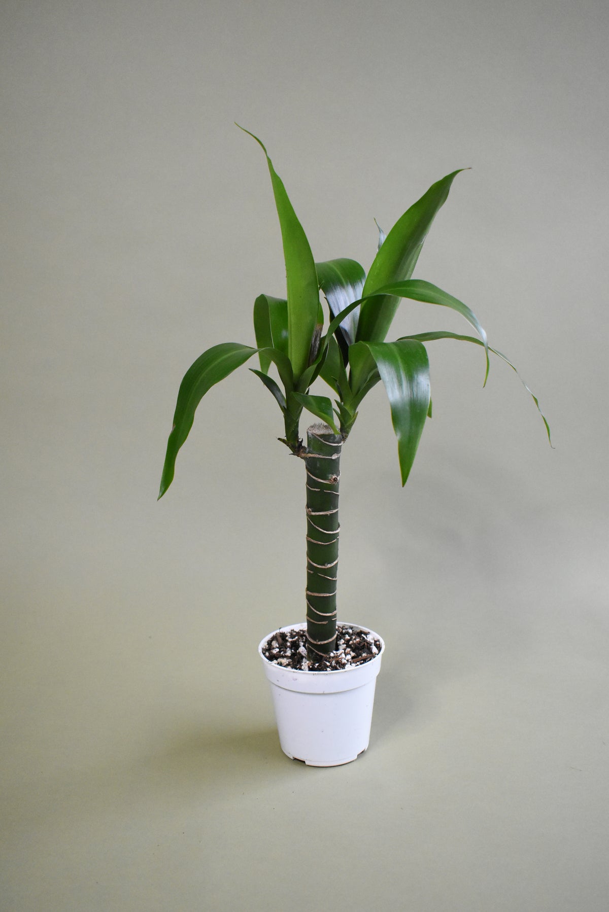 Dracaena Elegance