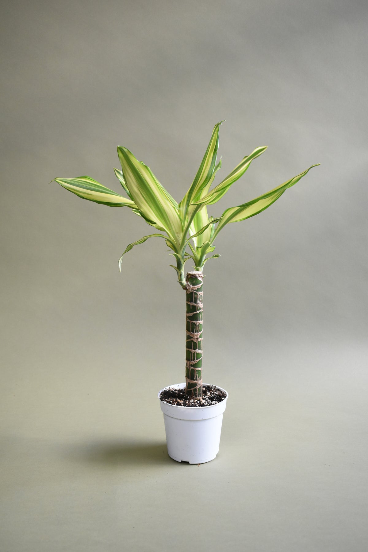 Dracaena Sol Cane