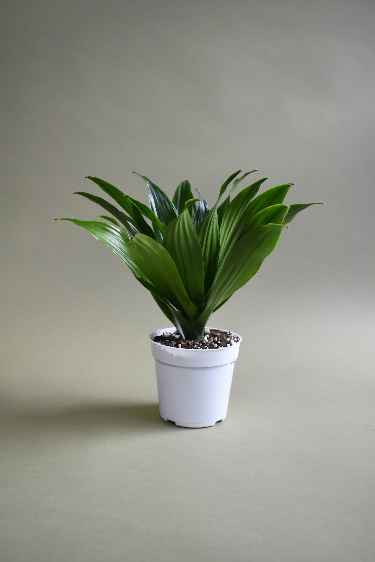 Dracaena JC Compacta