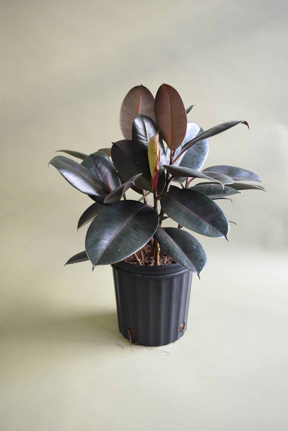 Ficus Elastica 'Burgundy'