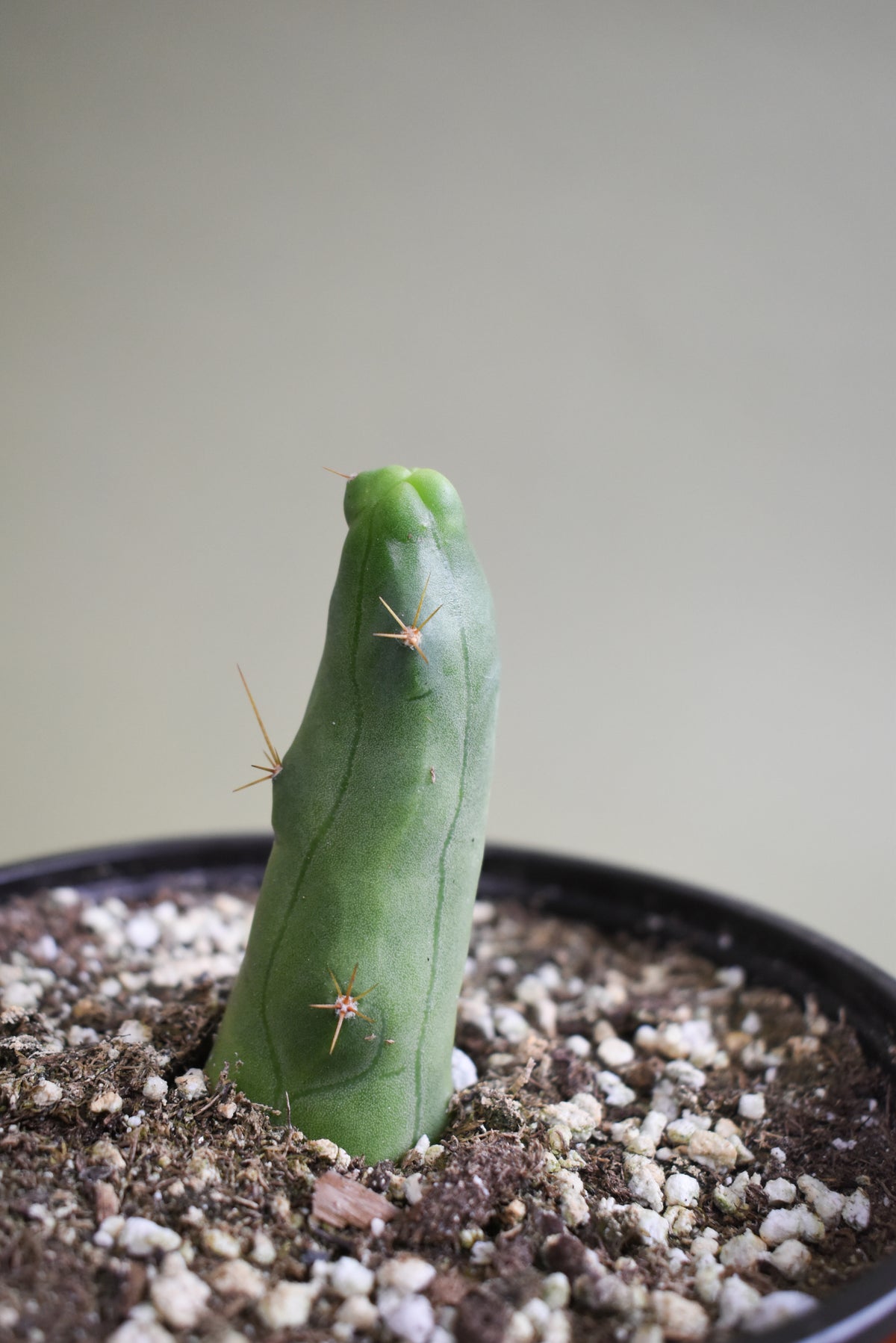 Trichocereus bridgesii monstrose