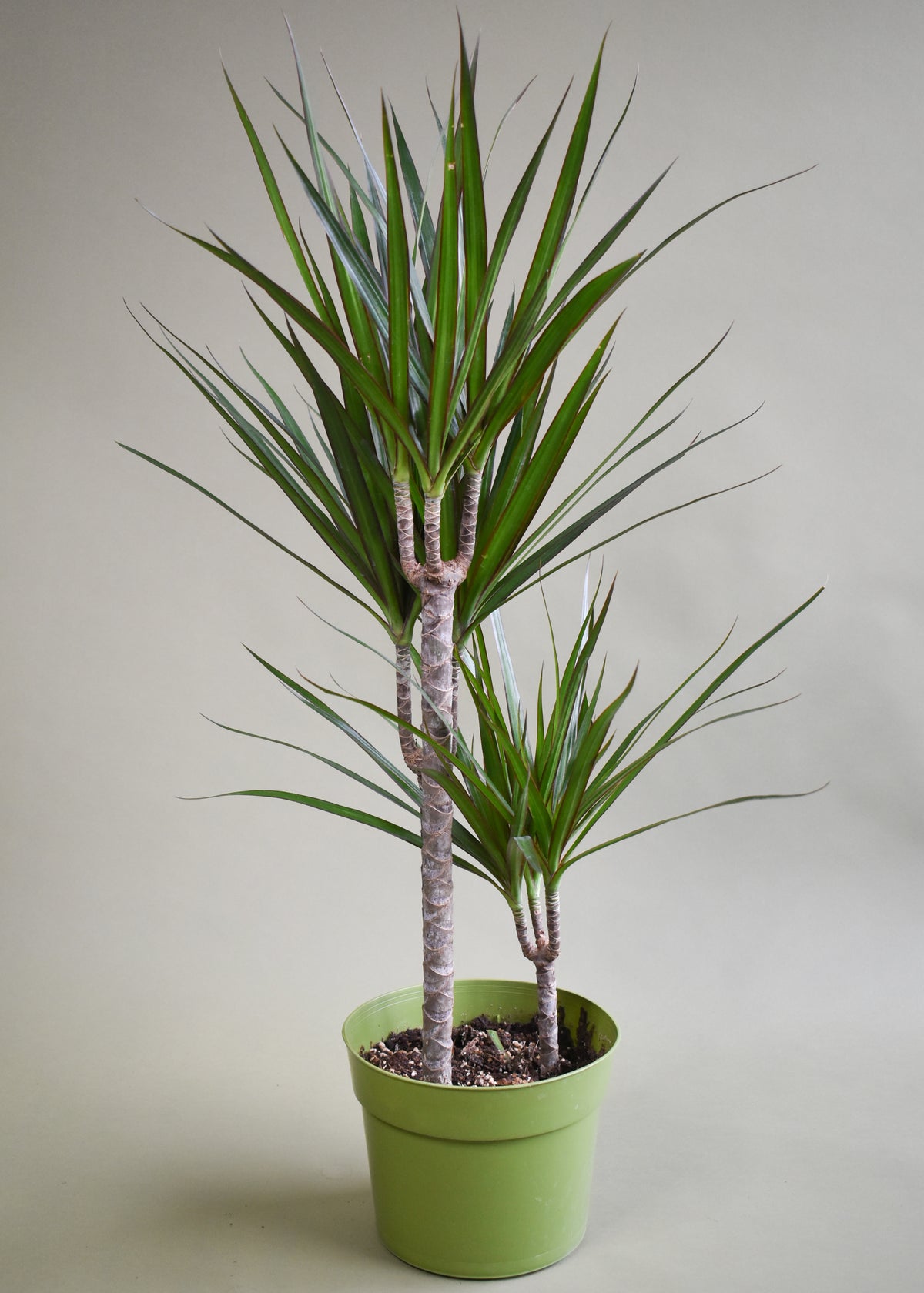 Dracaena Marginata