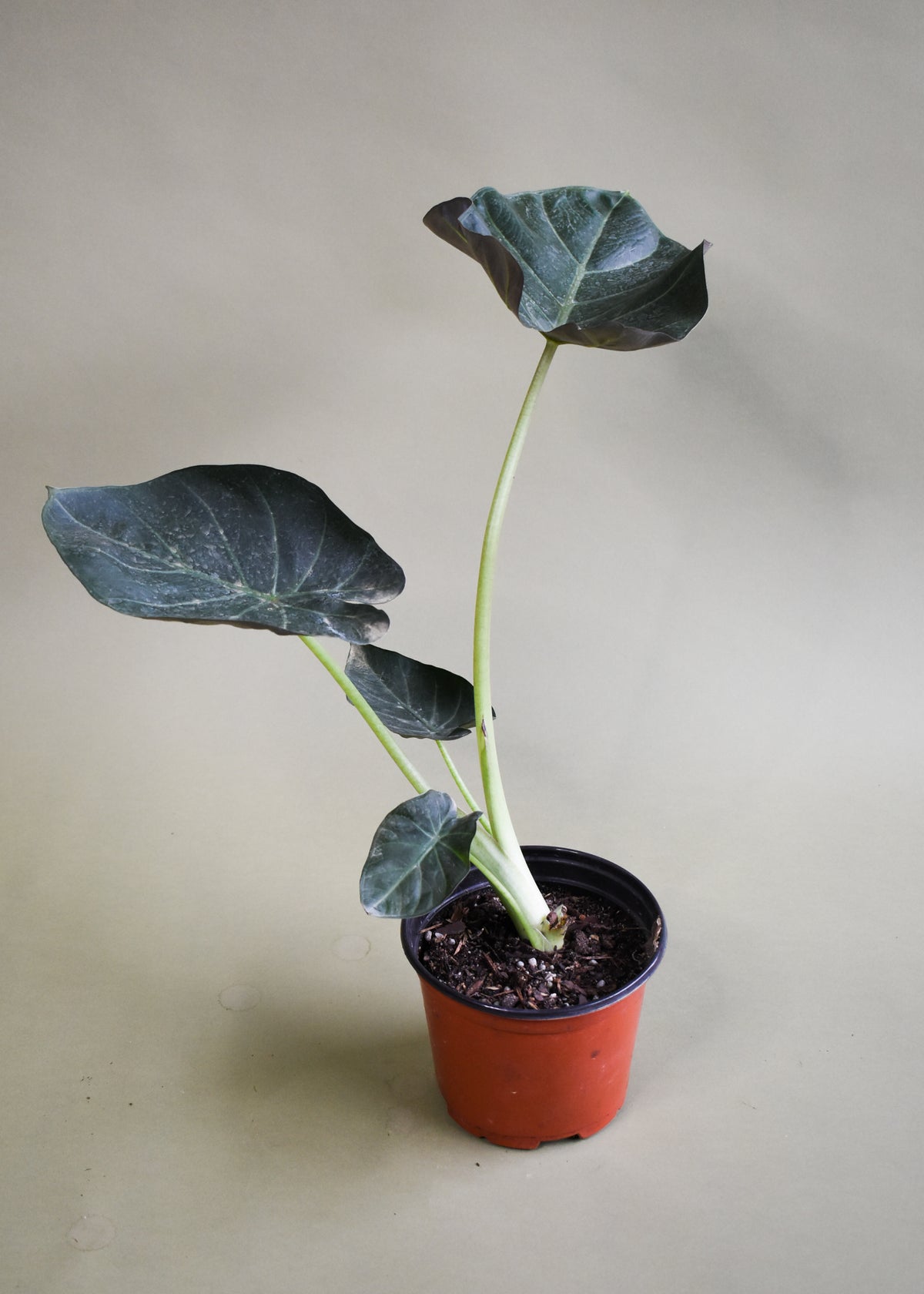 Alocasia Regal Shield