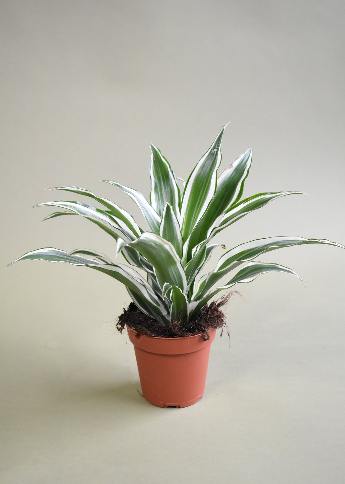 Dracaena White Bird