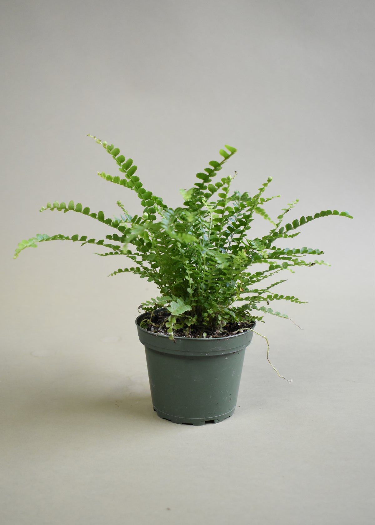 Lemon Button Fern