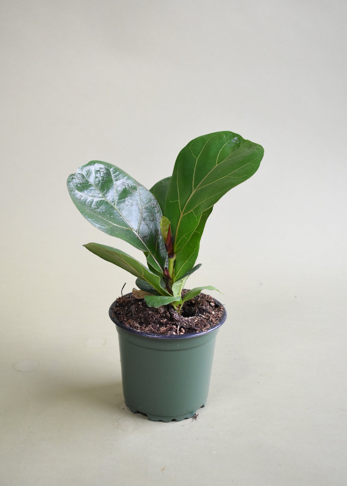 Fiddle Leaf Fig (Ficus lyrata)