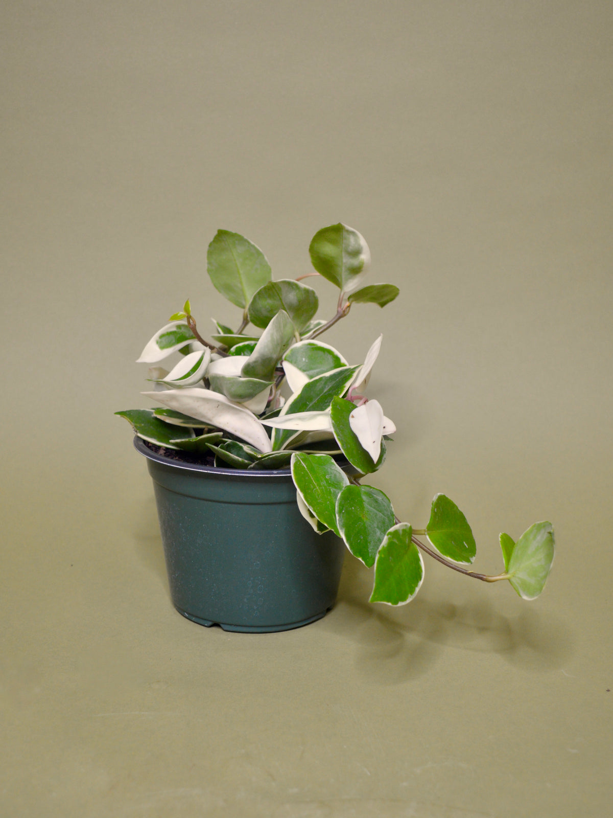 Hoya Carnosa 'Krimson Queen'