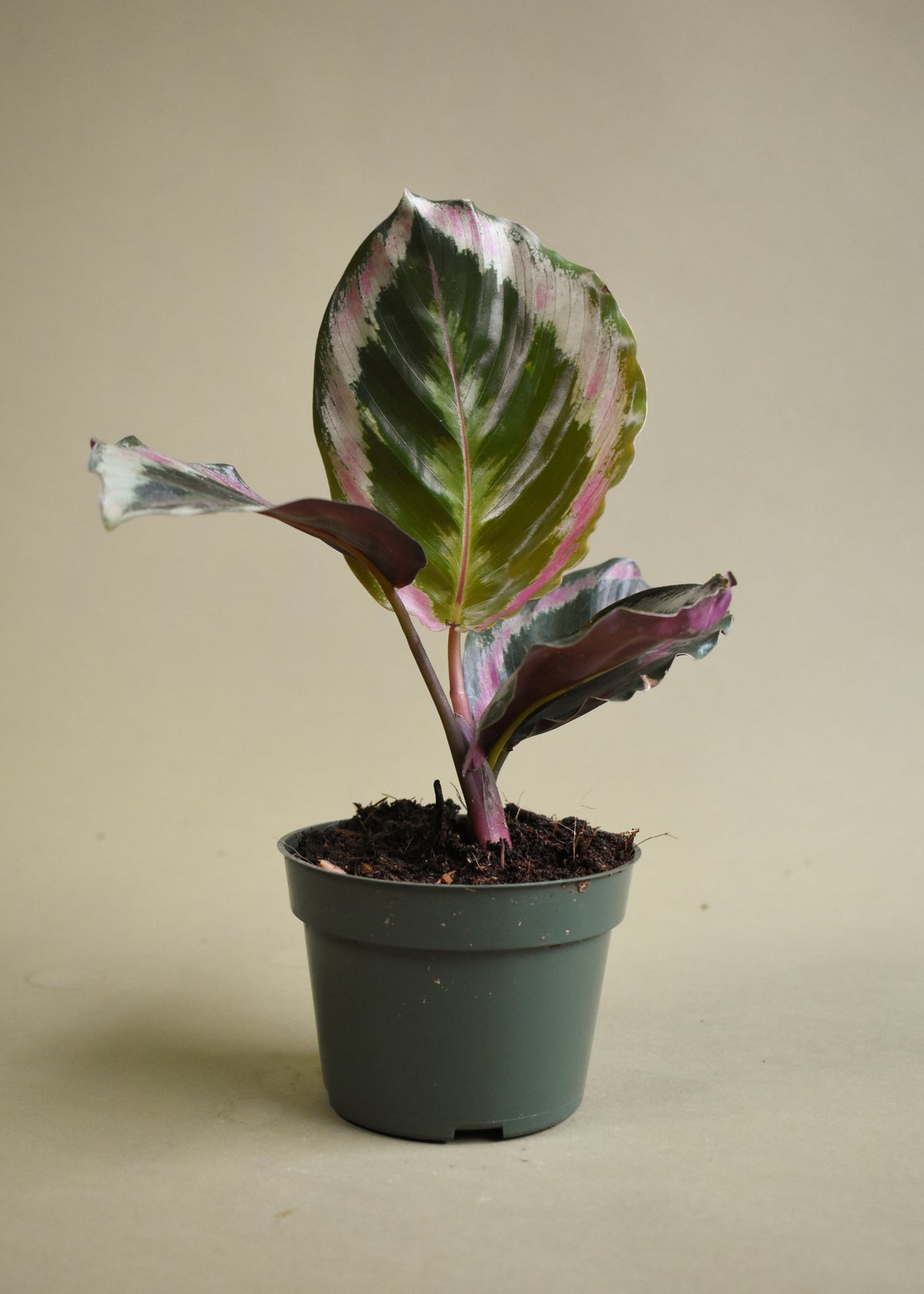 Calathea Dottie