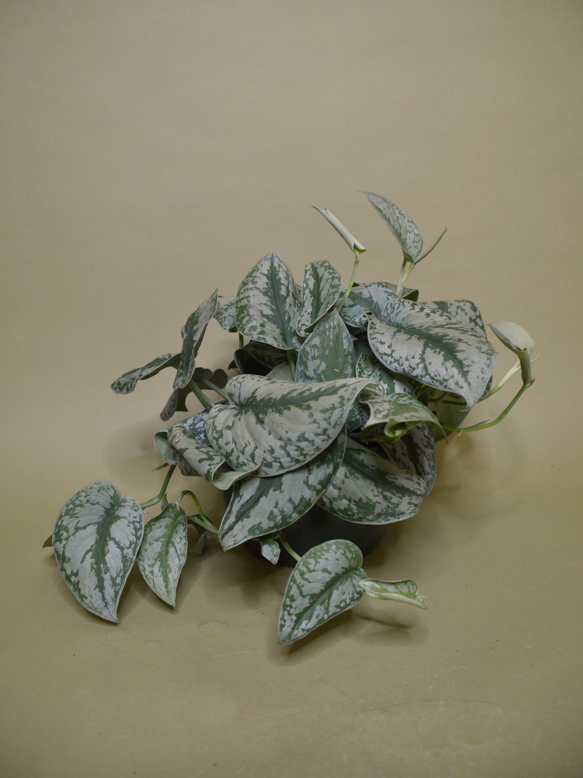 Scindapsus Pictus 'Silver Satin'