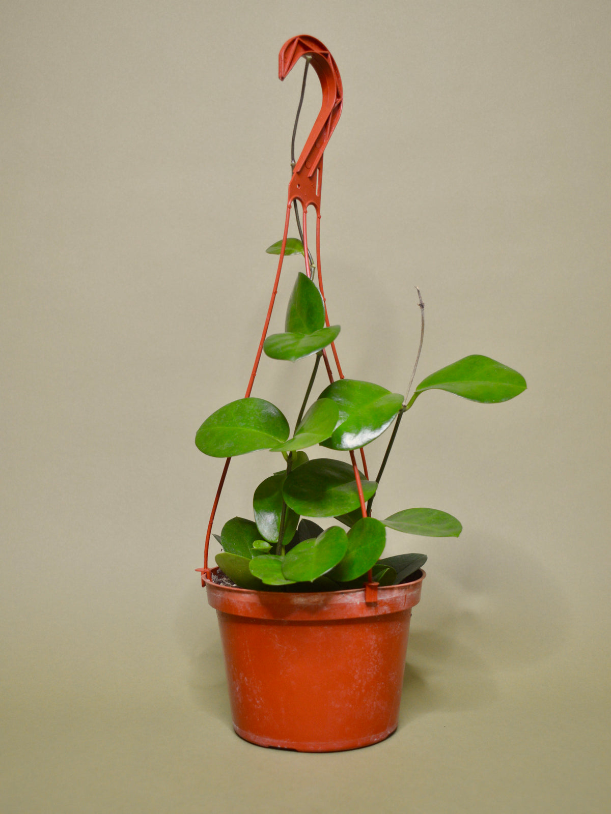 Hoya Australis