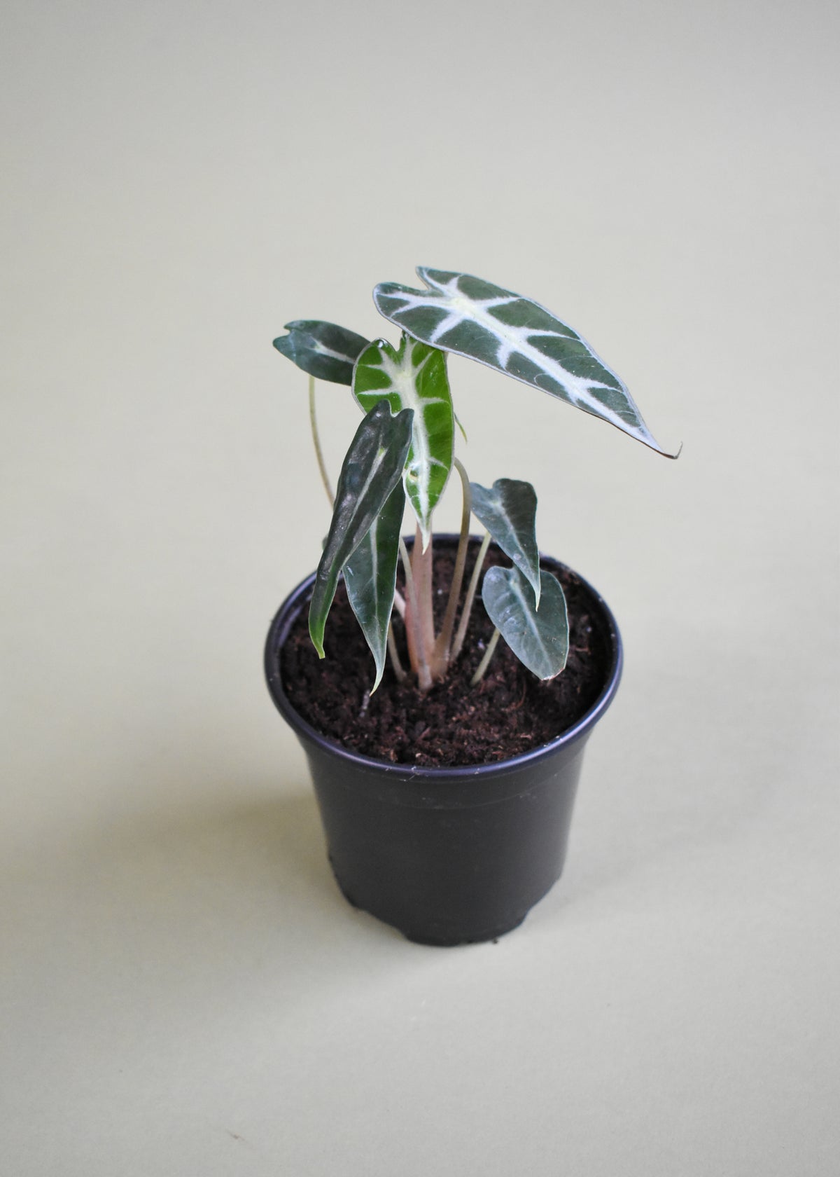 Alocasia Bambino