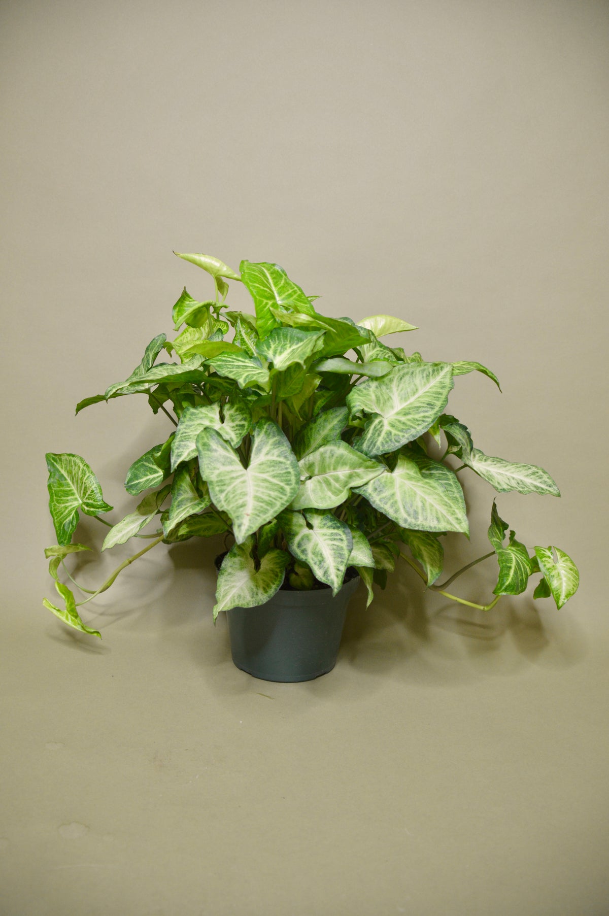 Syngonium Nephthytis