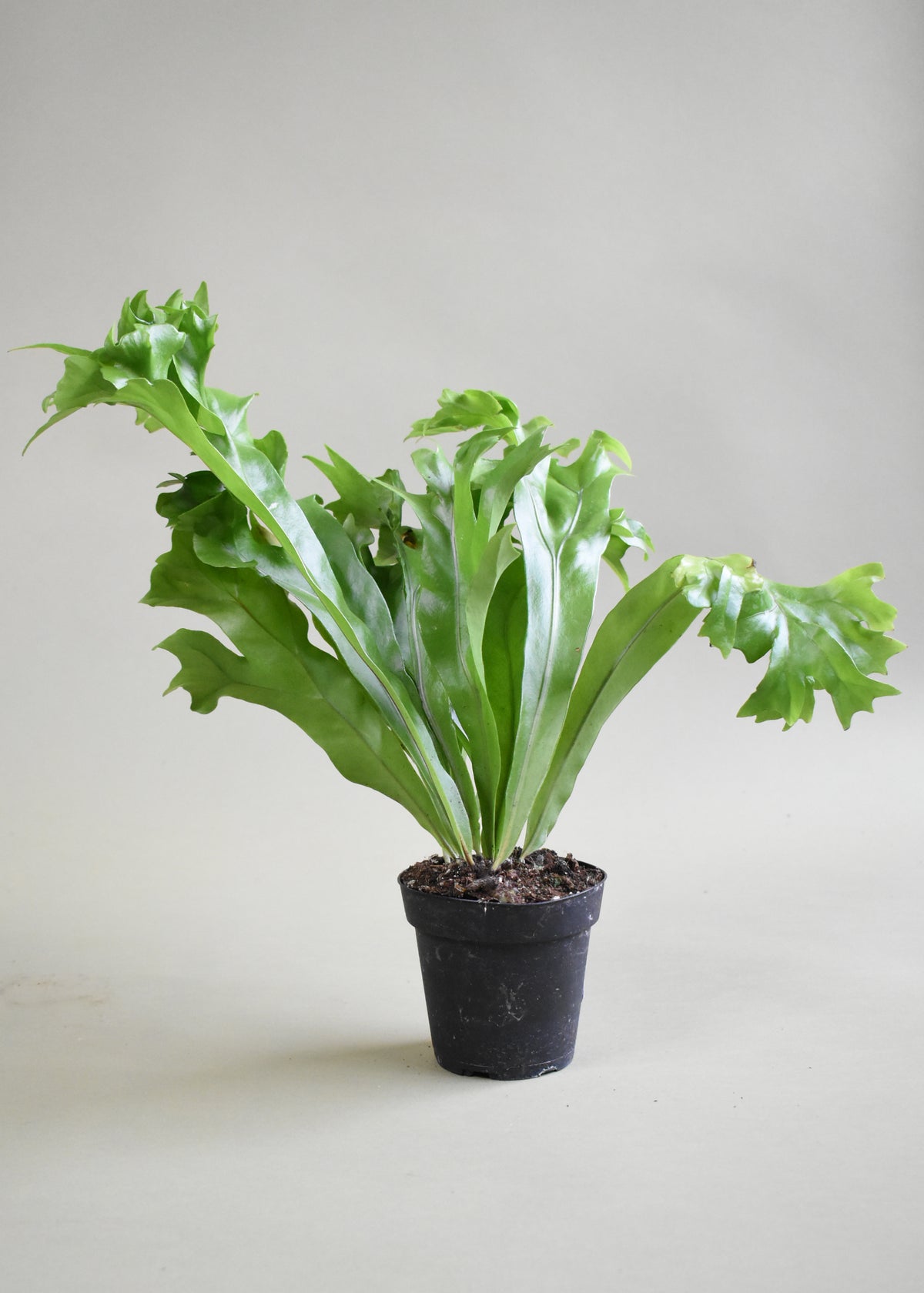 Elkhorn Fern