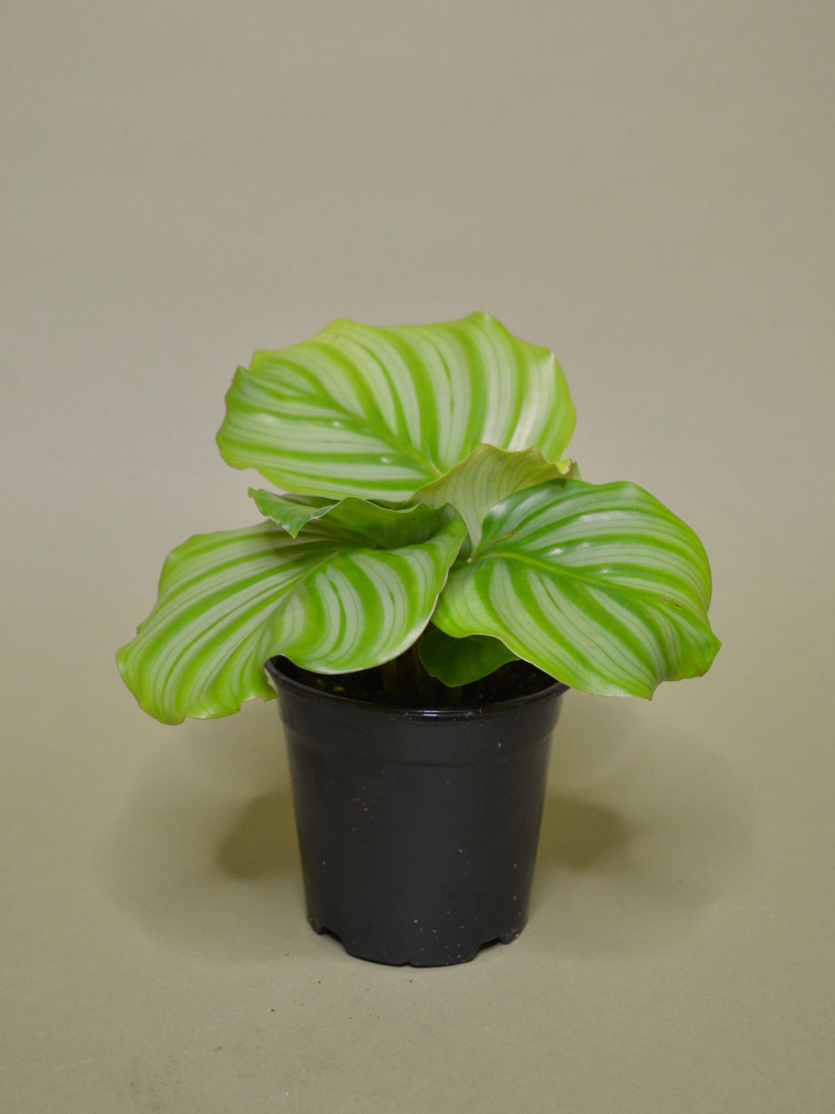 Calathea Orbifolia