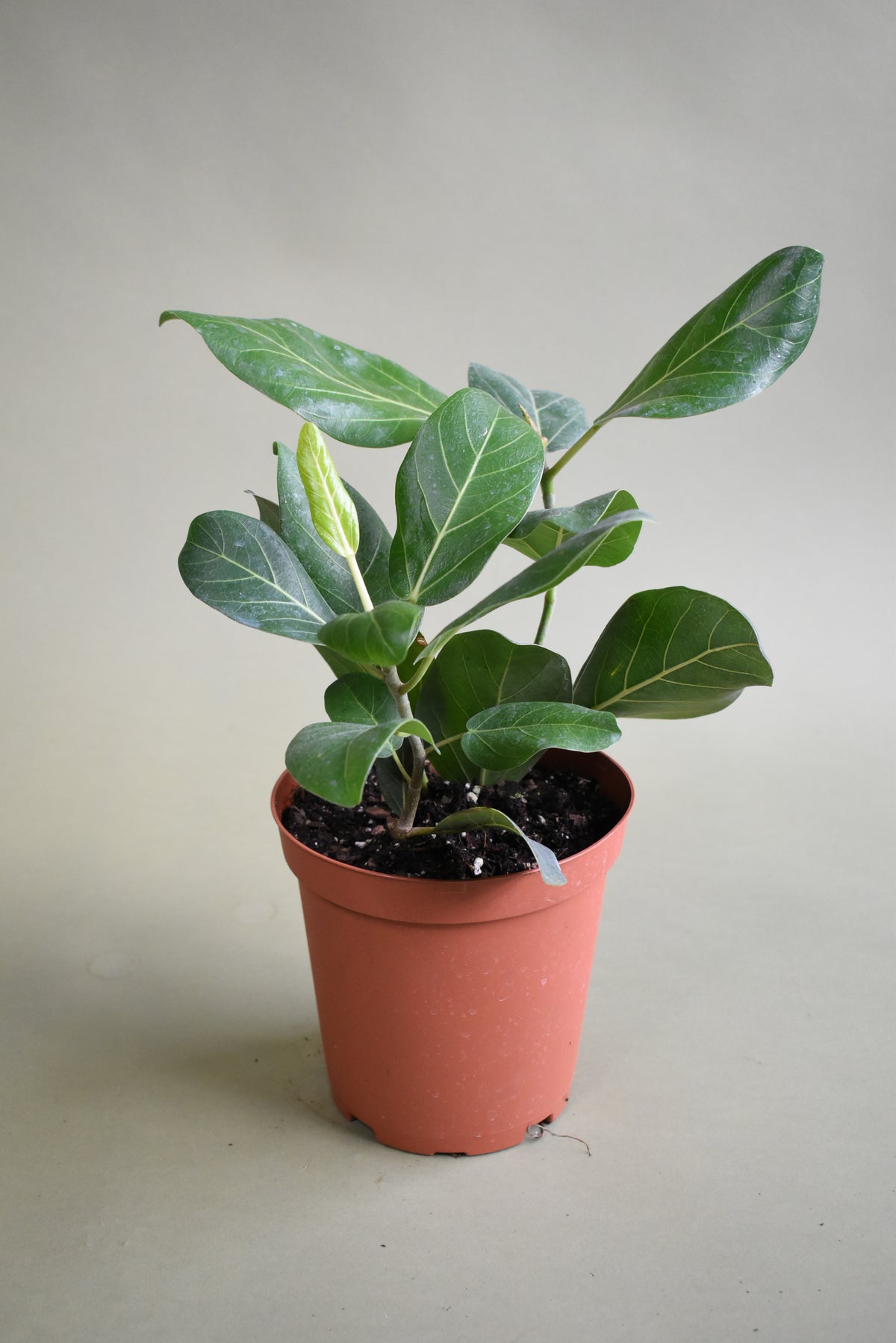 Ficus Audrey