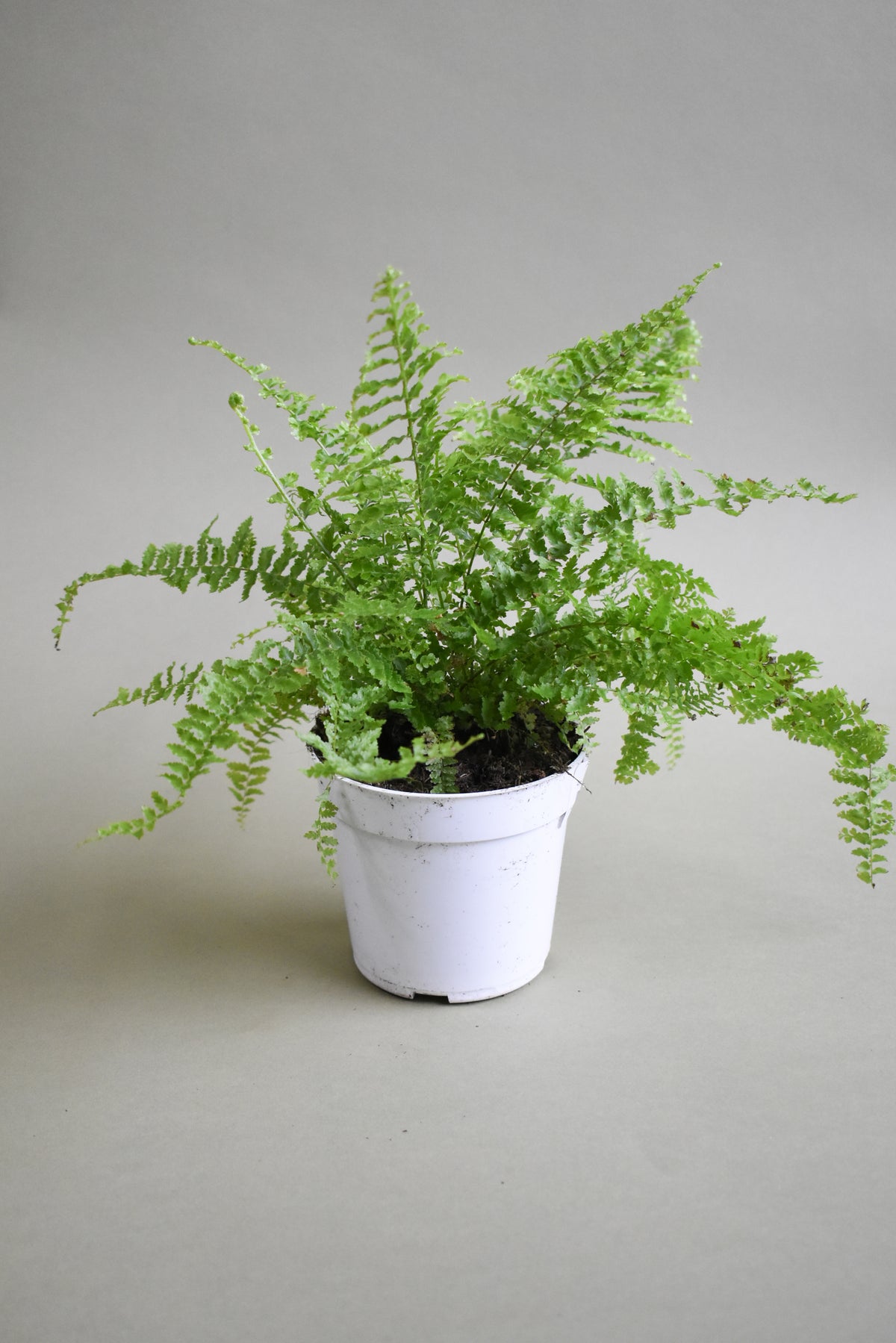 Fluffy Ruffle Fern