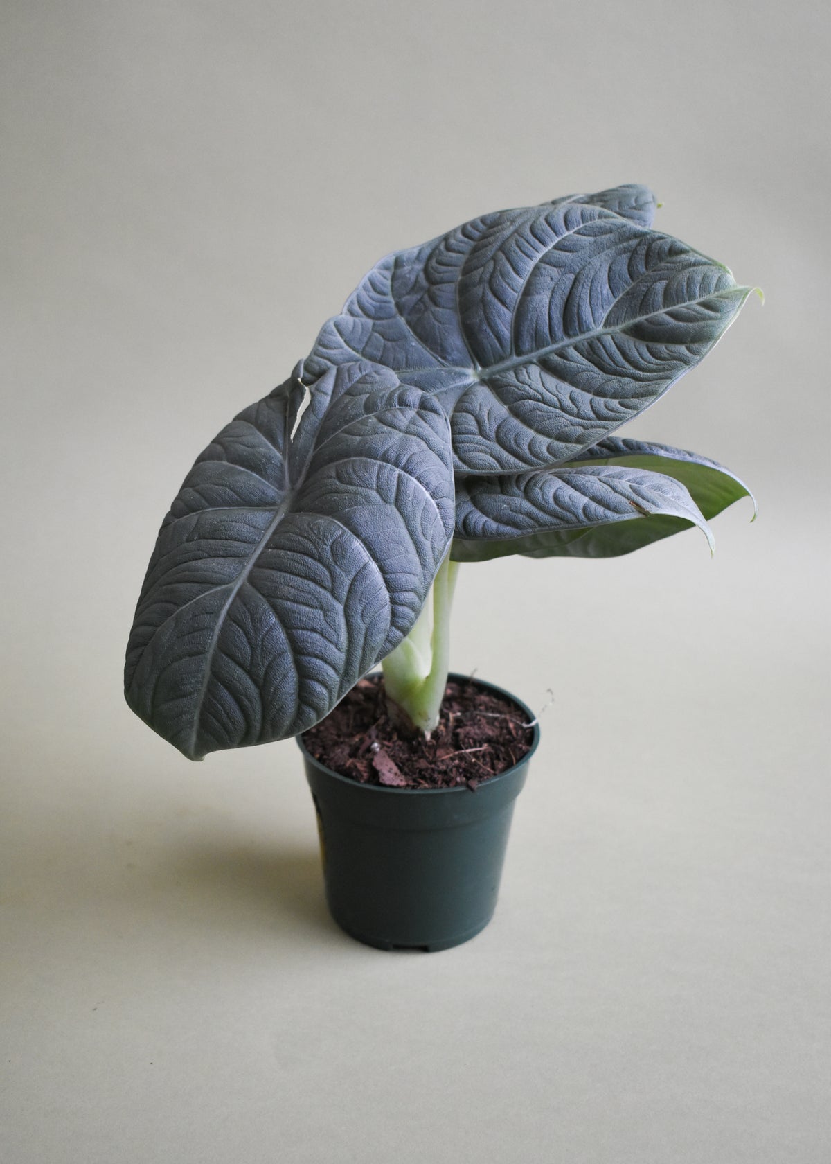 Alocasia Maharani