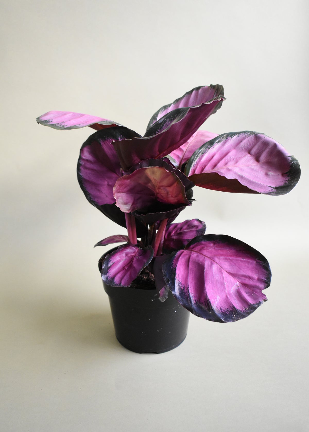 Calathea Rosy