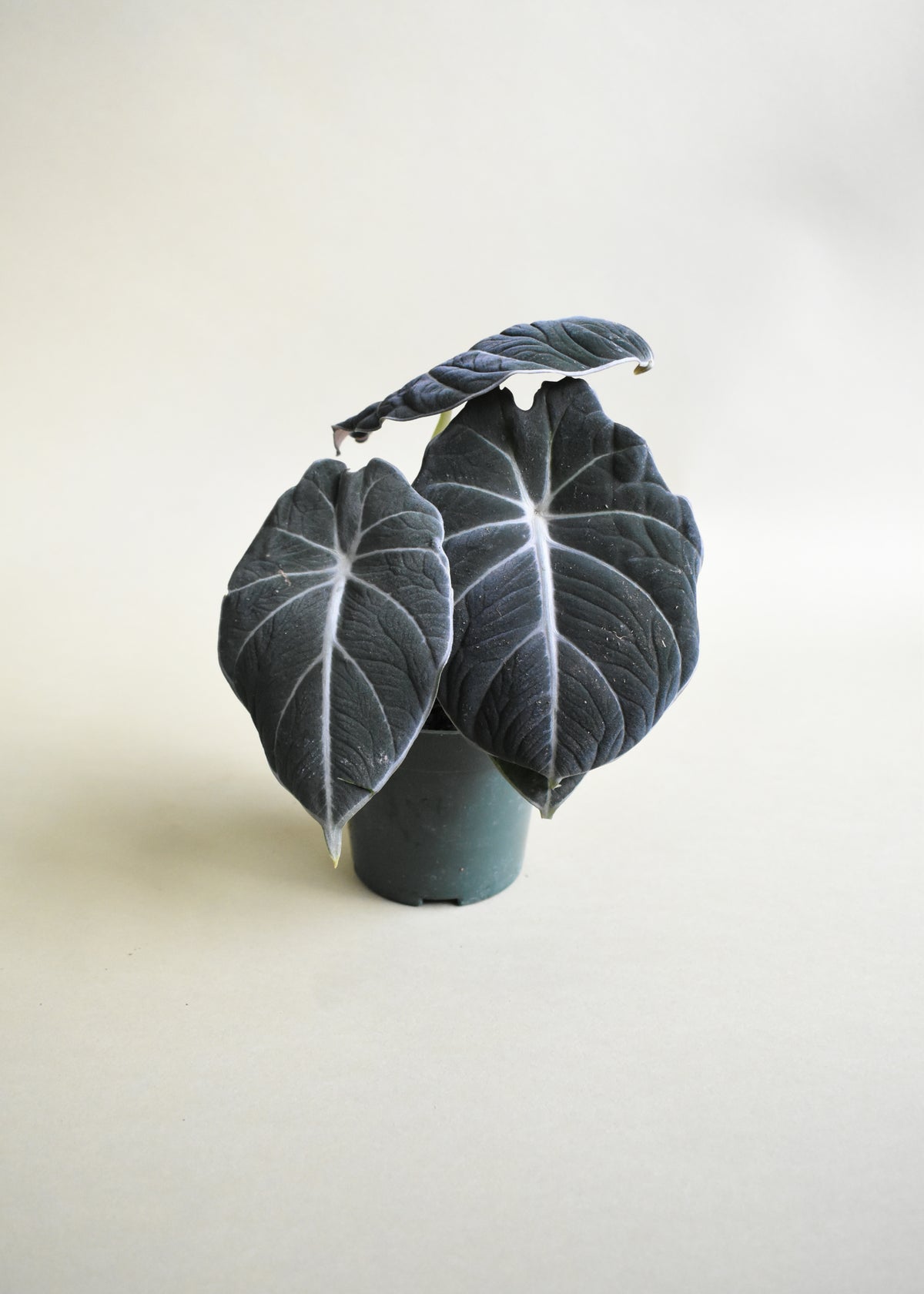 Alocasia Black Velvet