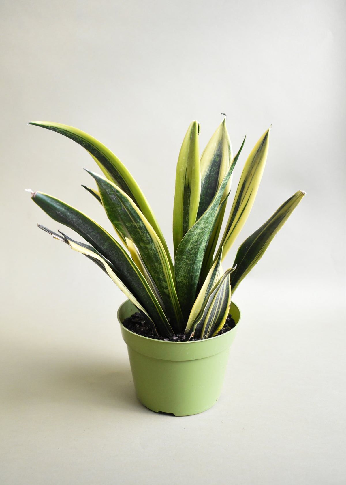 Sansevieria 'Gold Flame'