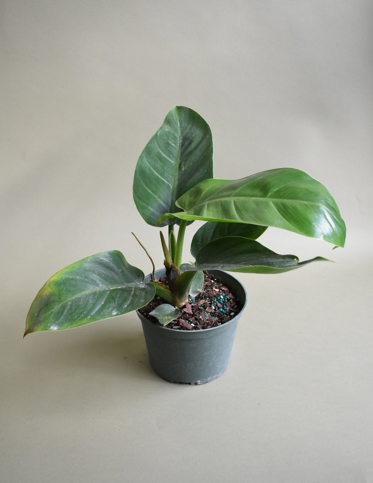 Philodendron Imperial Green