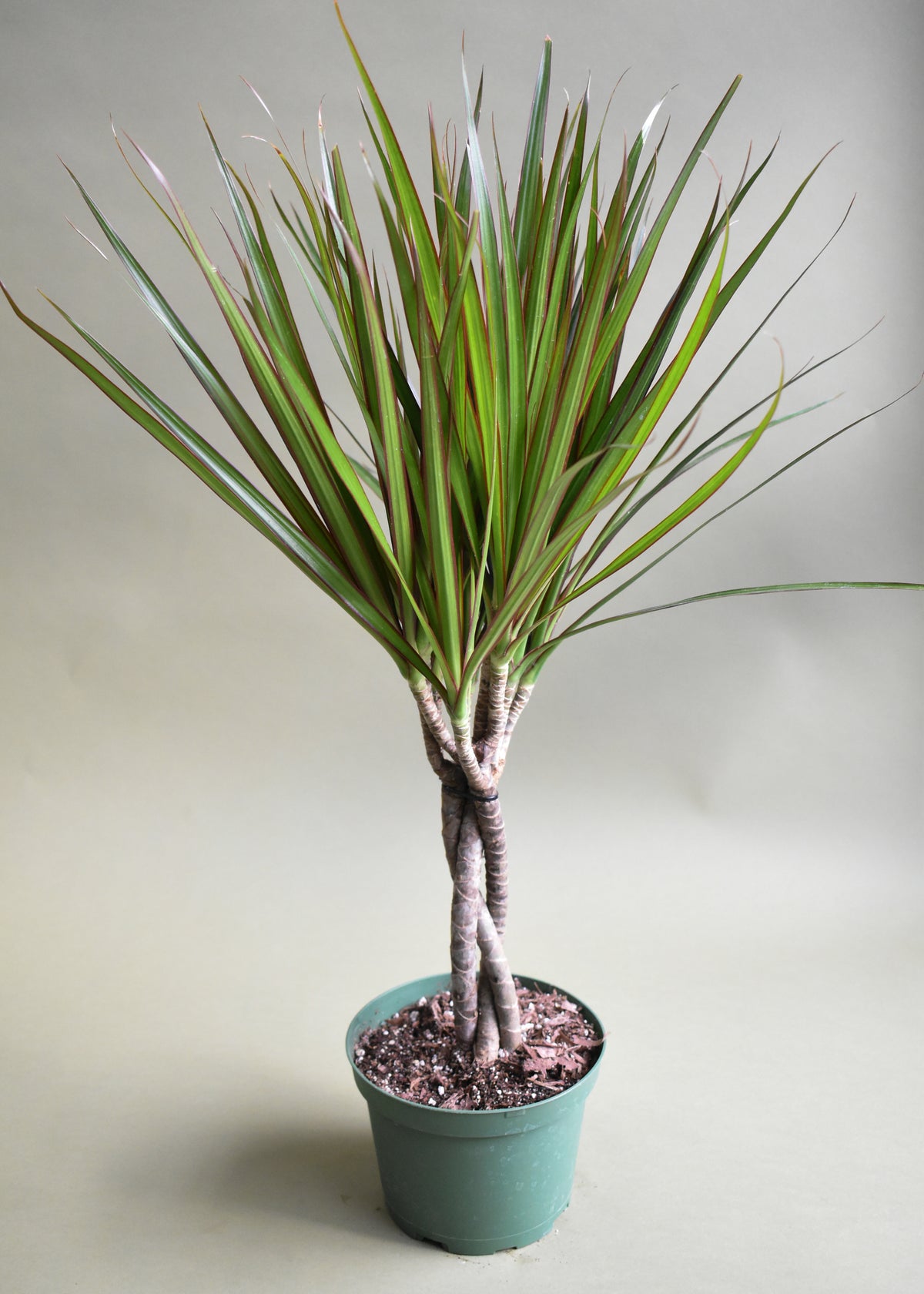 Dracaena Marginata