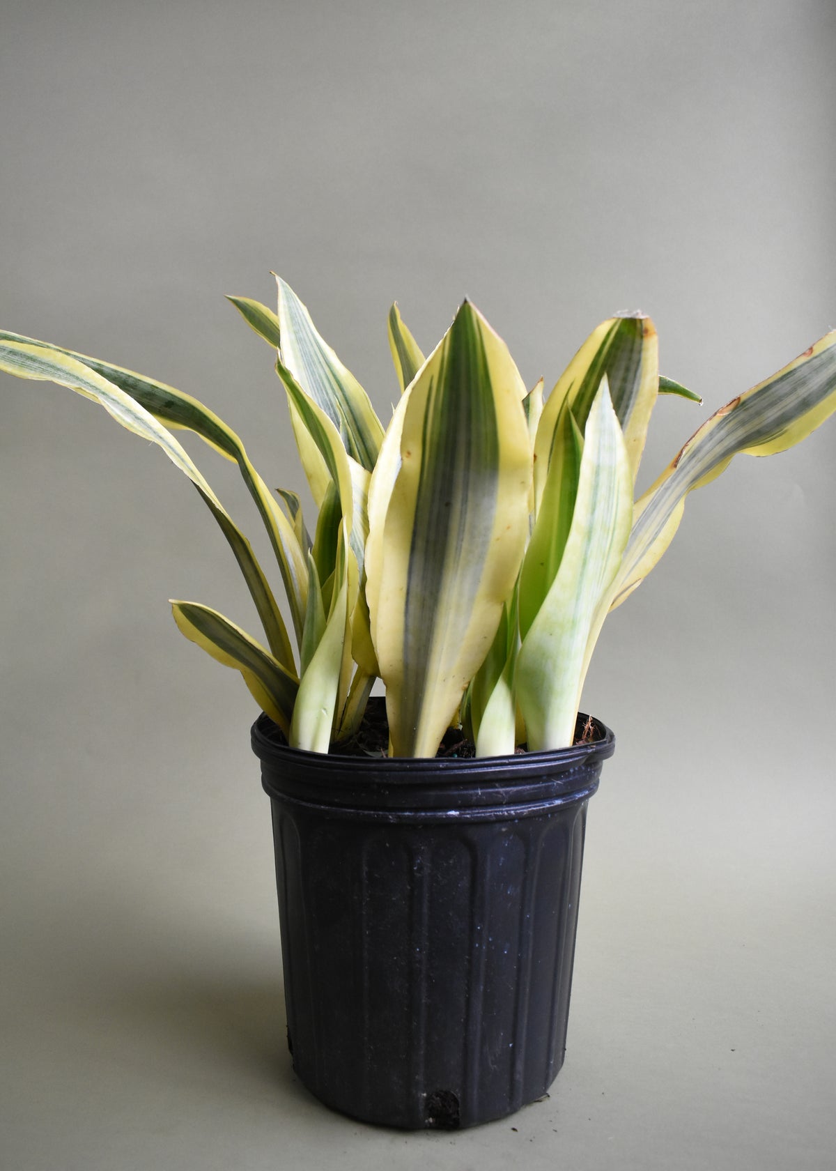 Sansevieria Yellowstone