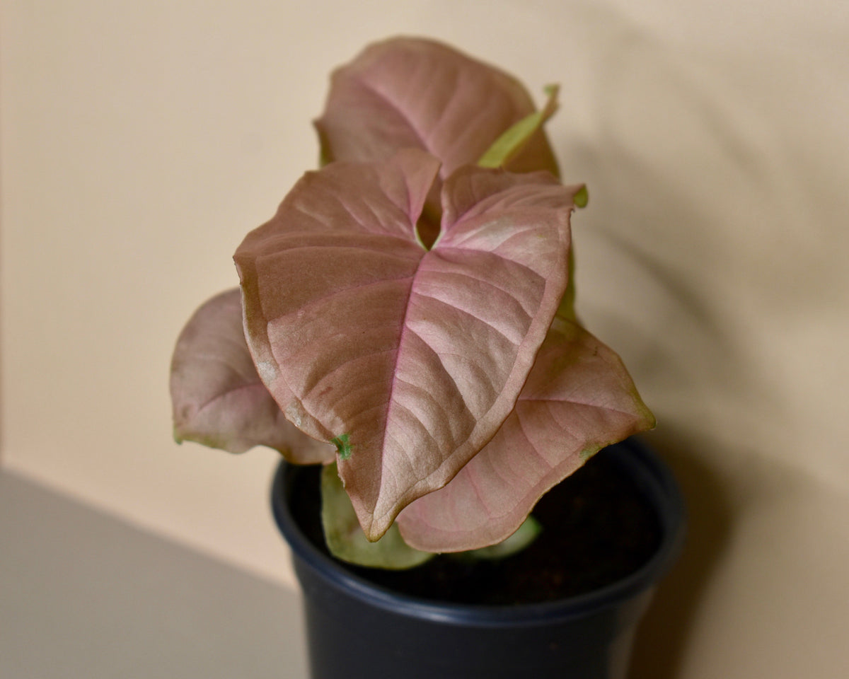 Syngonium 'Strawberry'