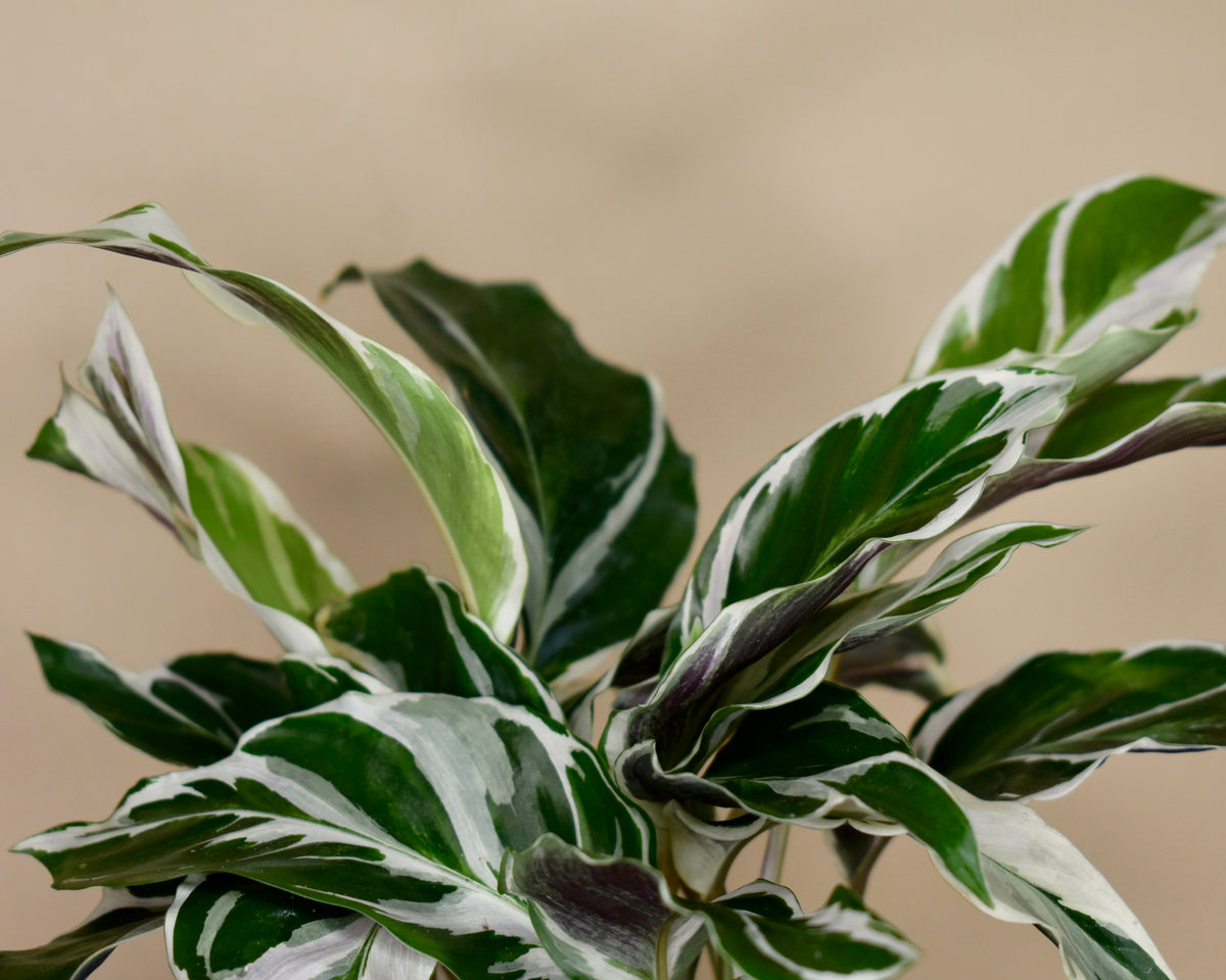 Calathea White Fusion