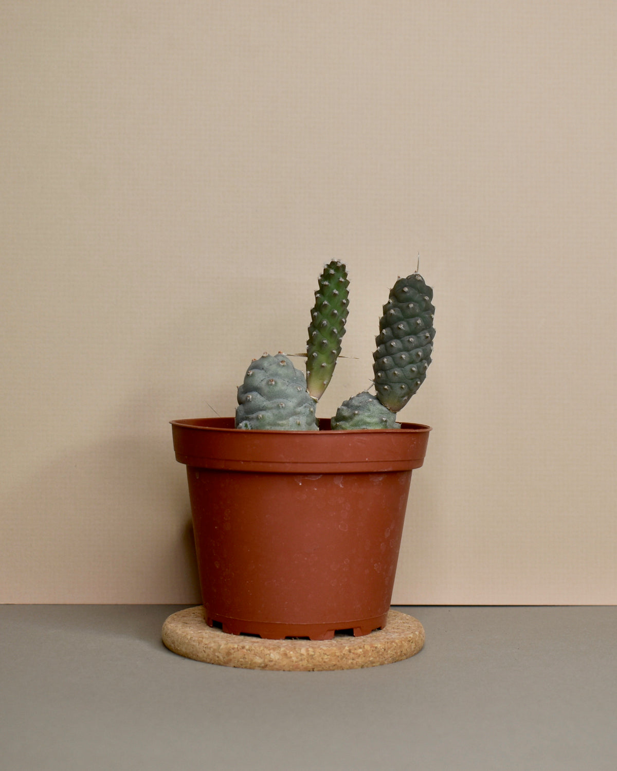 Tephrocactus 'Pinecone Cactus'