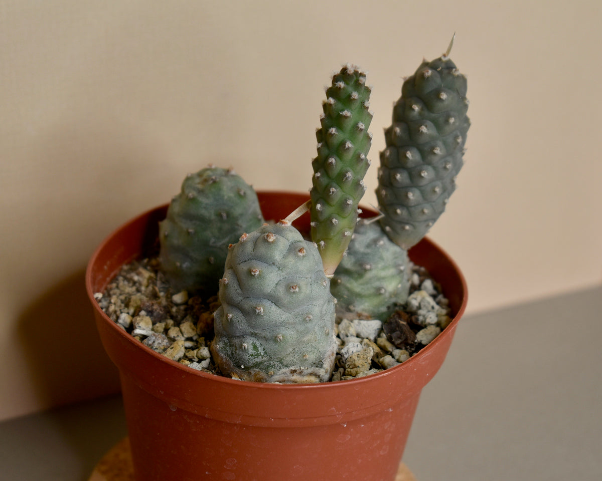 Tephrocactus 'Pinecone Cactus'