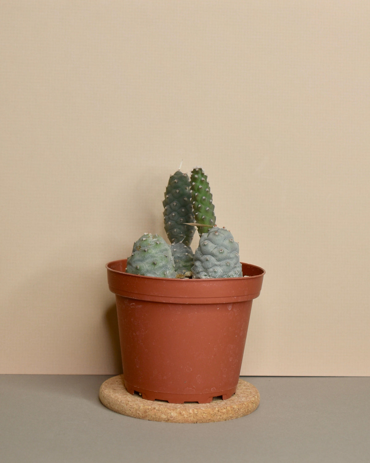 Tephrocactus 'Pinecone Cactus'