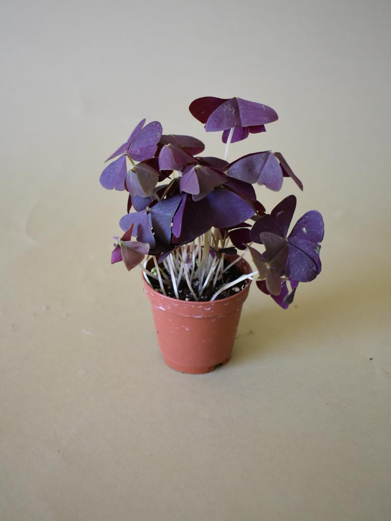 Oxalis Purple Shamrock