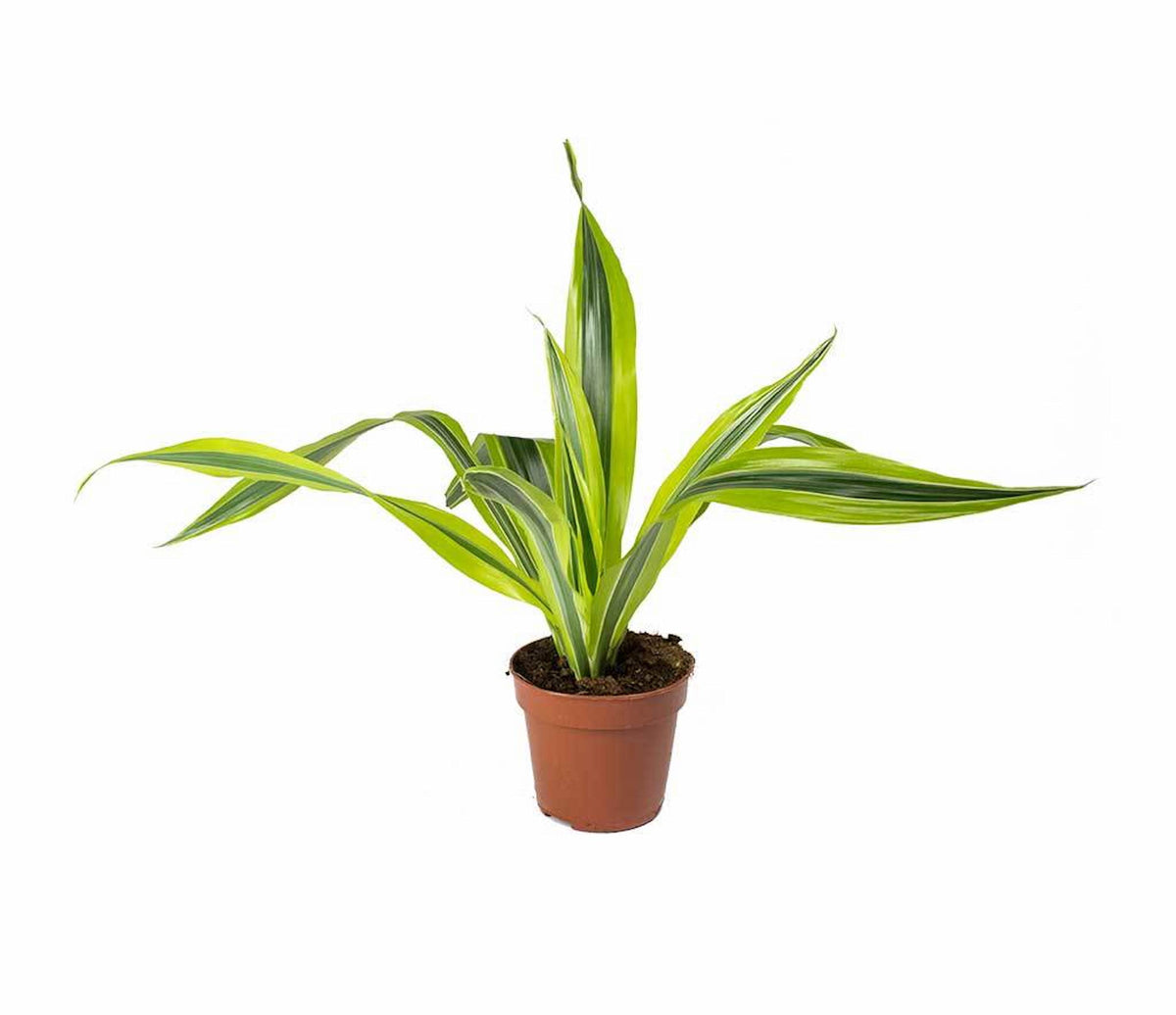 Dracaena Lemon Lime