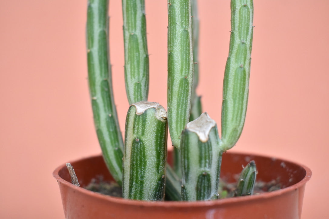 Pickle Plant (Senecio stapeliiformis)