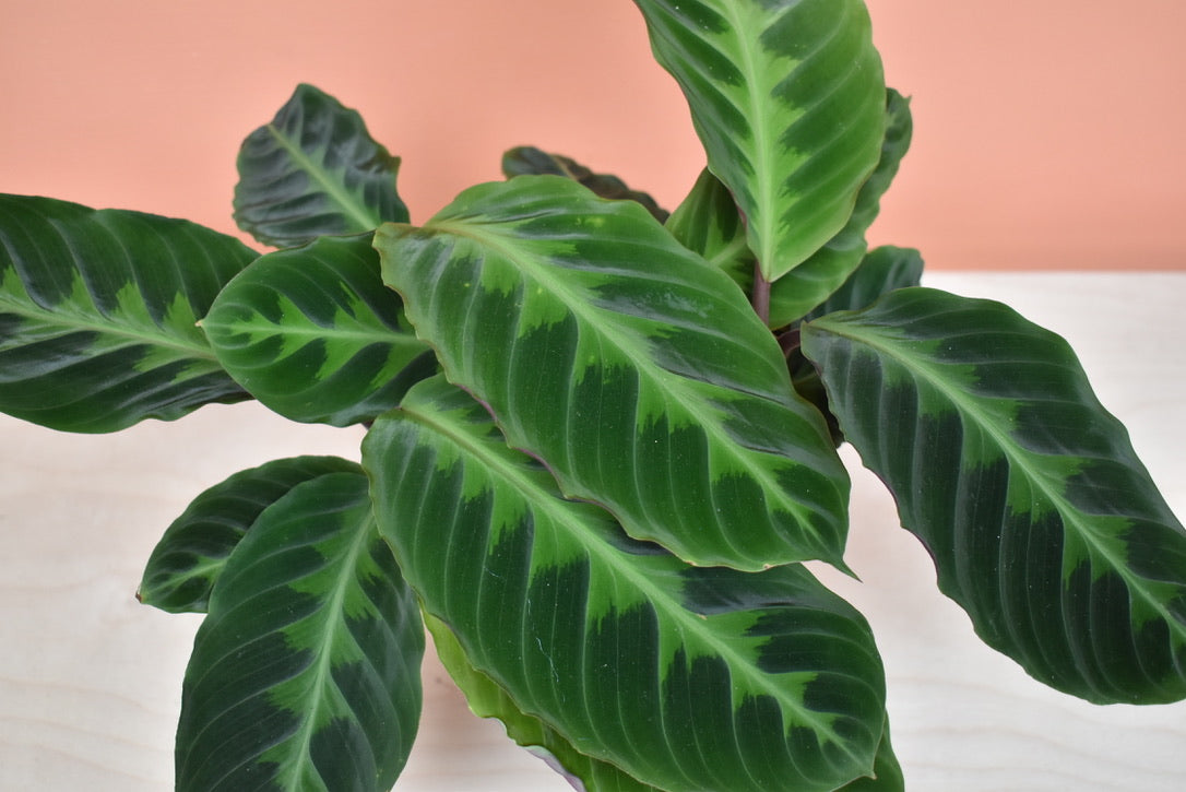 Calathea Warscewiczii