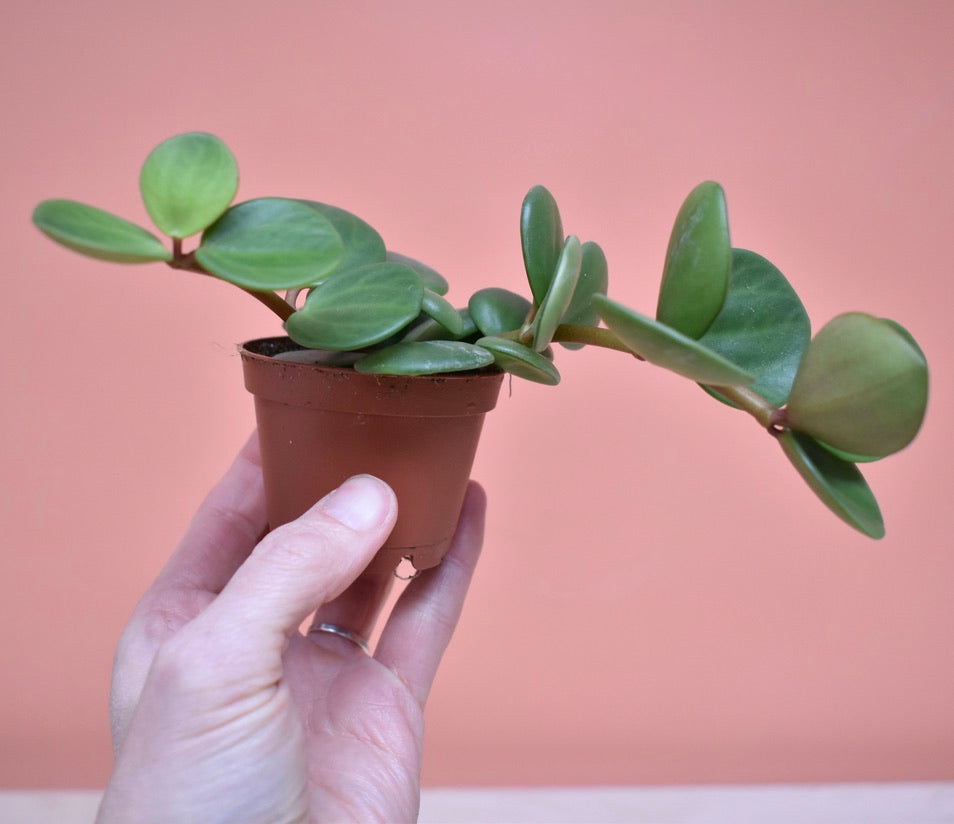 Peperomia Hope