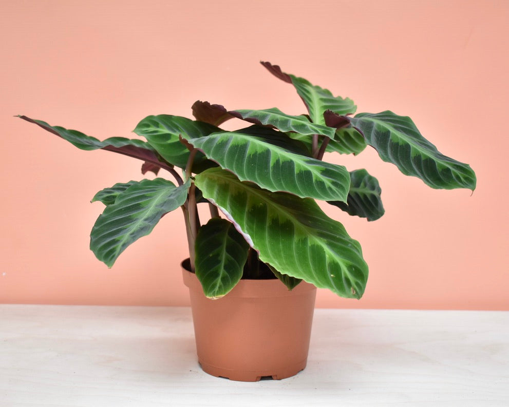 Calathea Warscewiczii