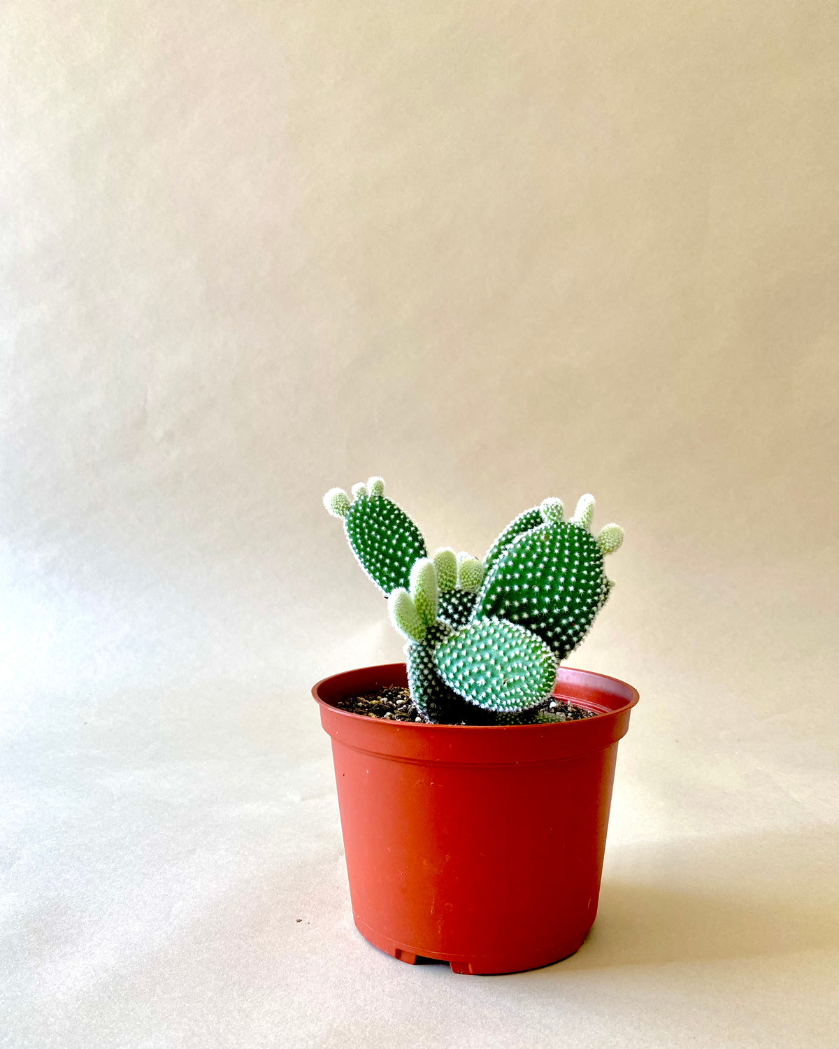 Opuntia Microdasys - Bunny Ear Cactus