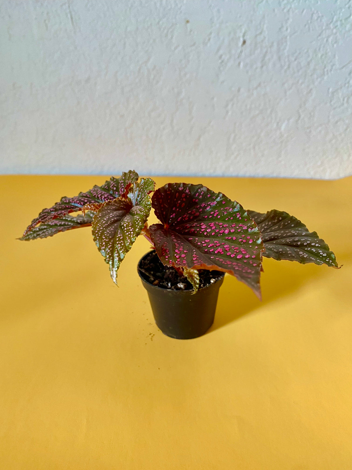 Begonia Maculata