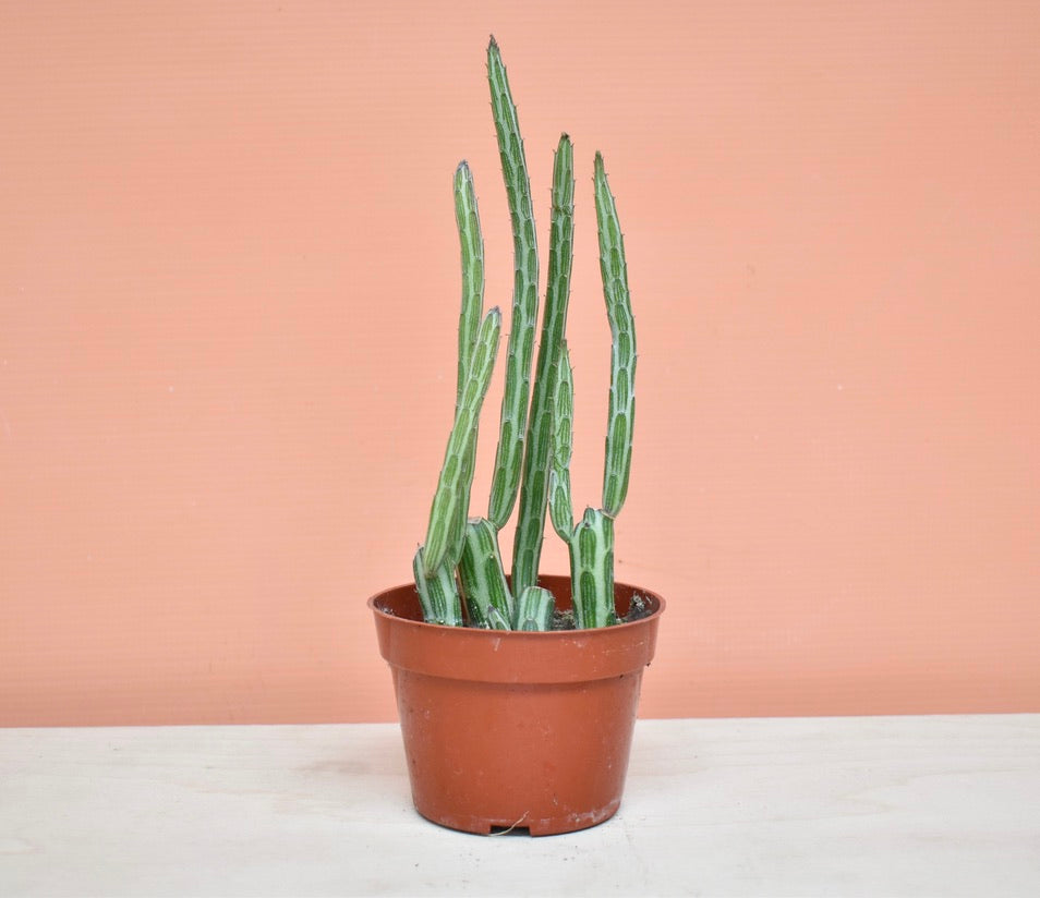 Pickle Plant (Senecio stapeliiformis)