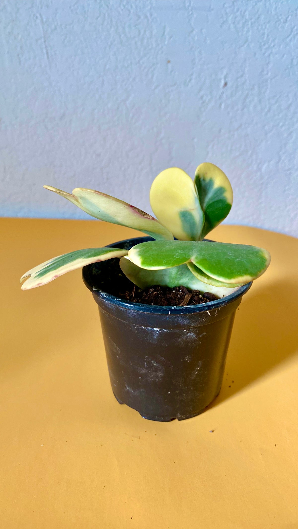 Hoya kerrii 'Sweetheart' variegated